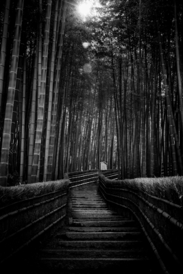 Arashiyama bamboo forest, Kyoto, Japan, 2015.