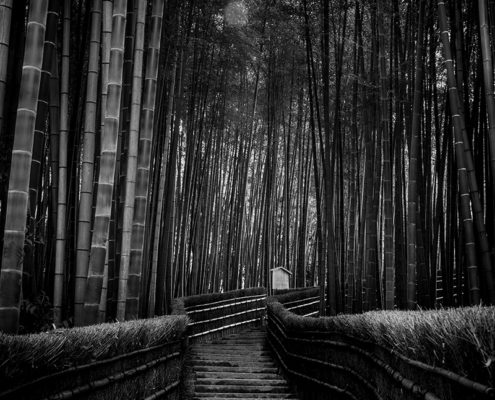 Arashiyama bamboo forest, Kyoto, Japan, 2015.