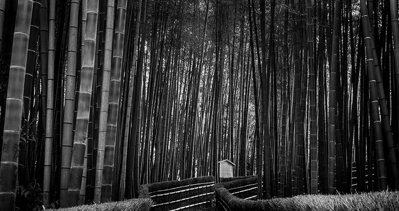 Arashiyama bamboo forest, Kyoto, Japan, 2015.